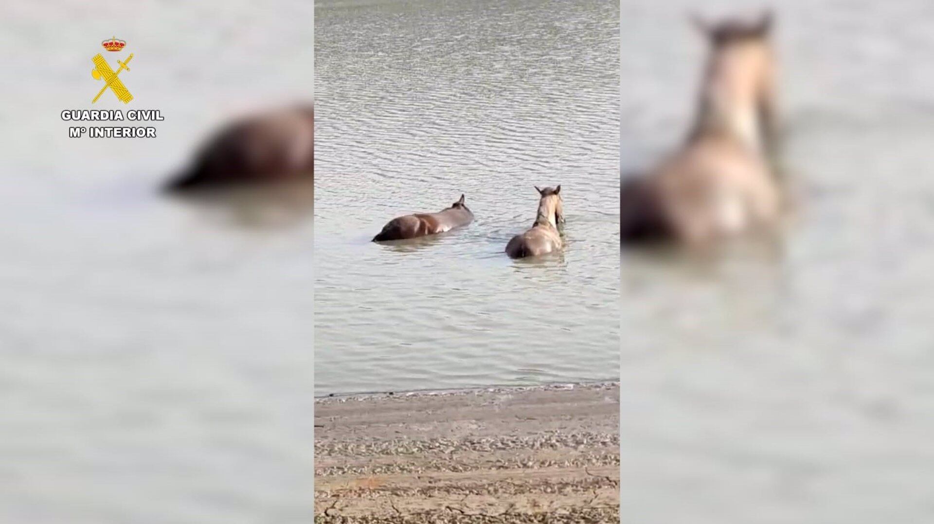 Imagen de los caballos rescatados por los agentes.