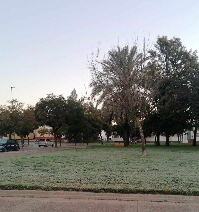 Capa de hielo que cubre uno de los parques de Jerez