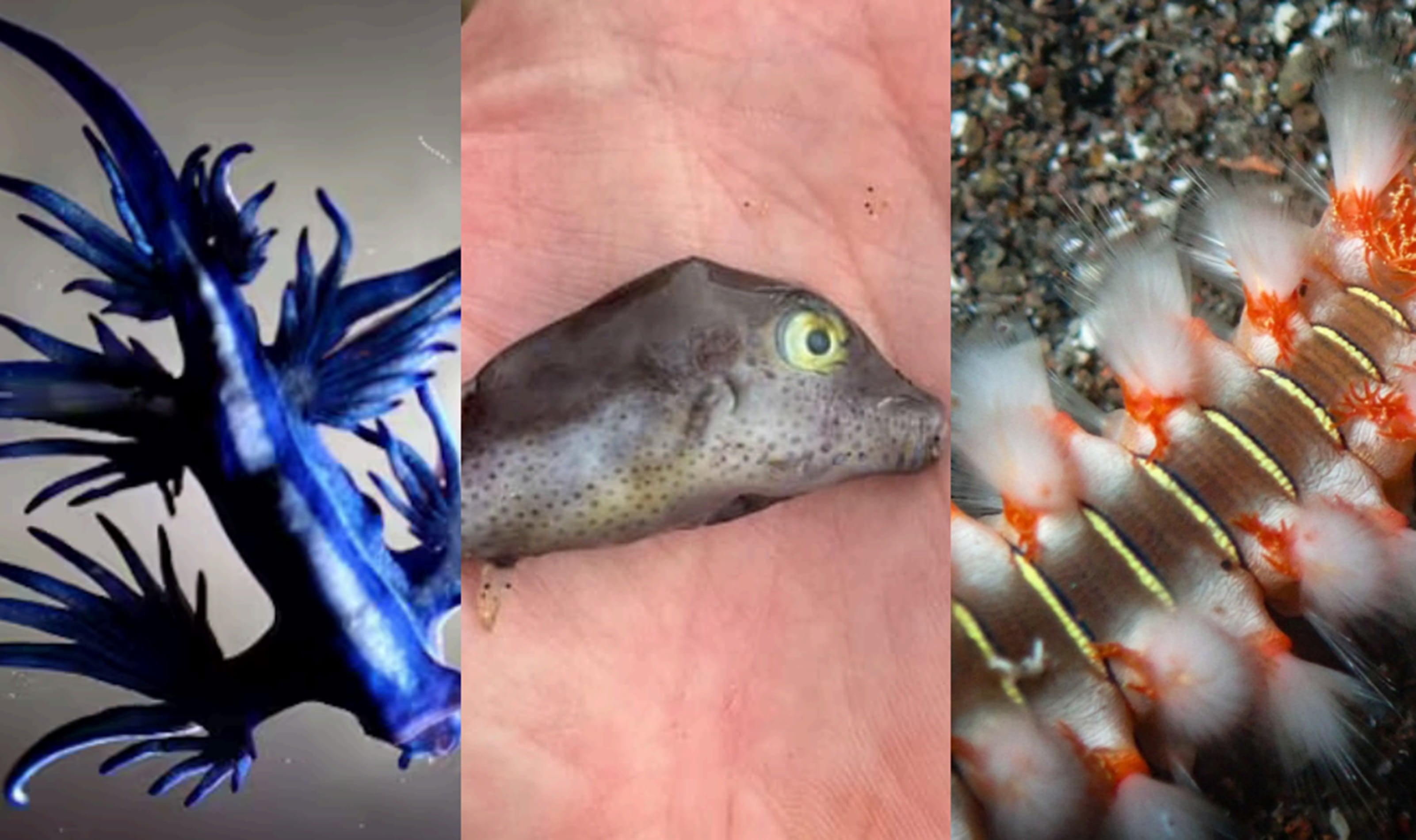 Dragón azul, gallinita y gusano de fuego