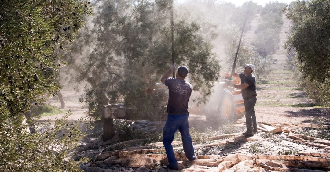 Preocupación entre las organizaciones agrarias por la caída en el precio en origen del aceite de oliva