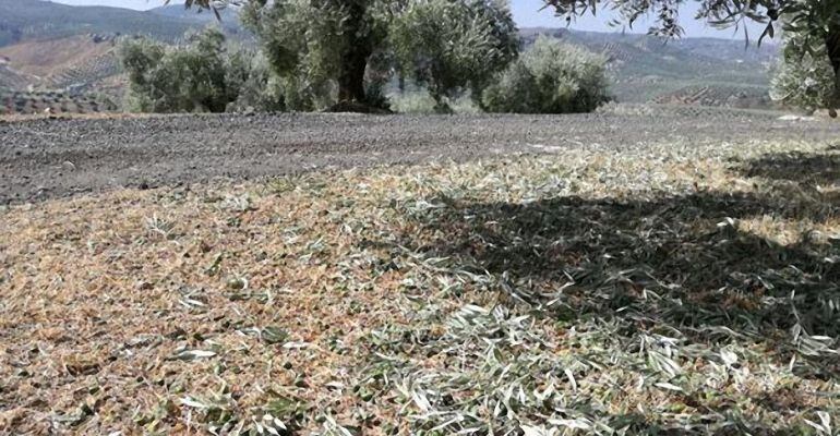 Daños producidos en un olivar de Alcalá la Real tras la última tormenta del pasado fin de semana.