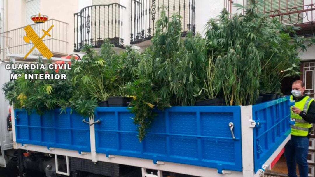 Camión con las plantas de marihuana intervenidas por la Guardia Civil en Campillo de Arenas.