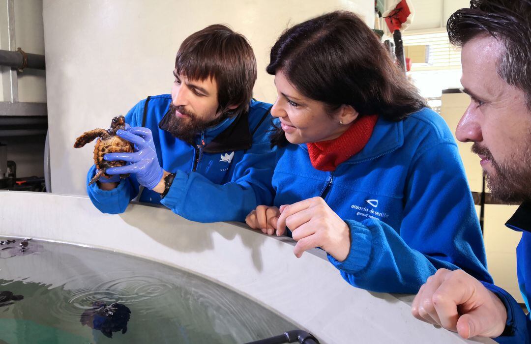 Una de las tortugas en el tanque del Acuario de Sevilla 