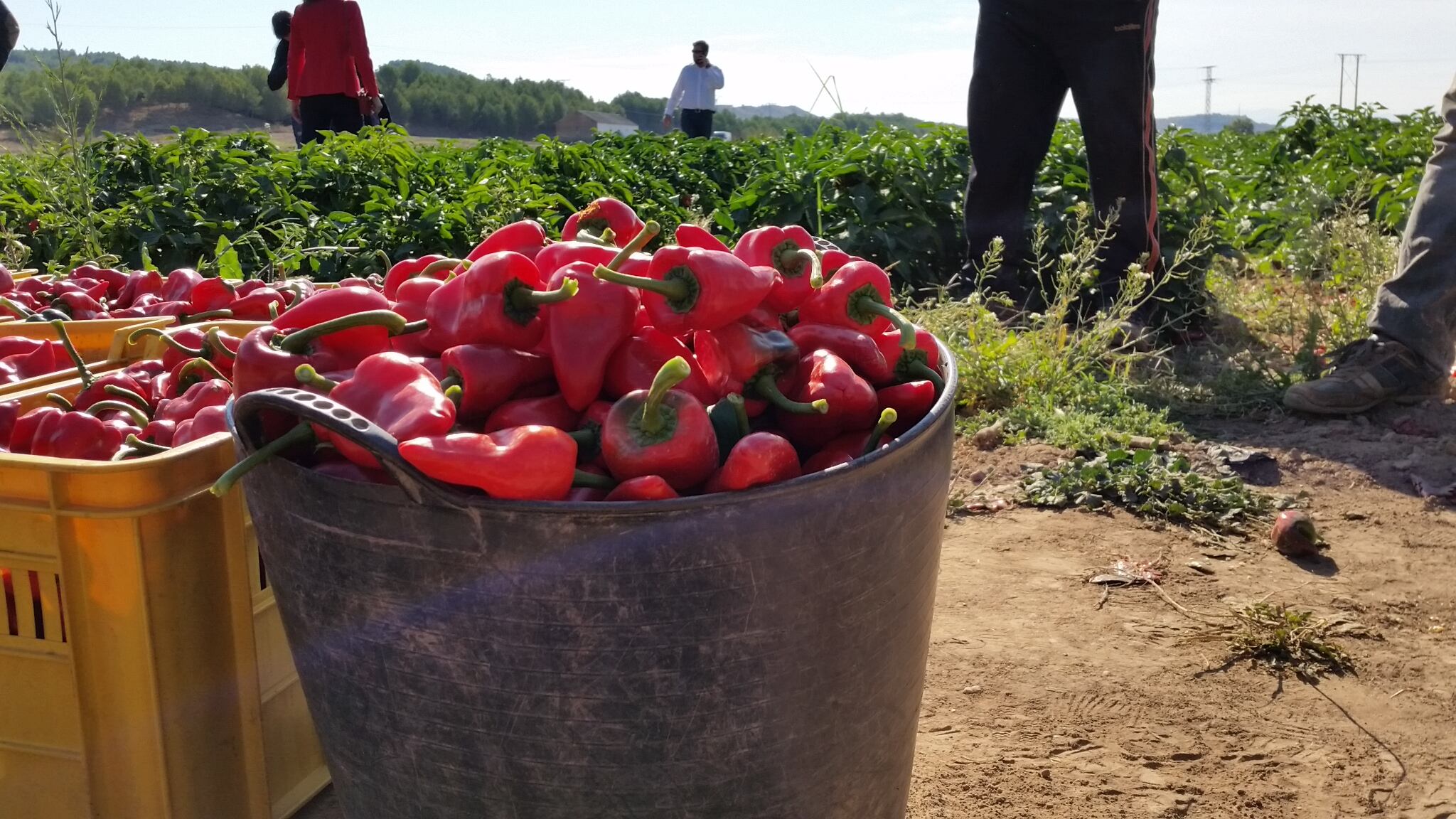 El Pimiento del Piquillo de Lodosa inicia su campaña con un incremento de hectáreas cultivadas