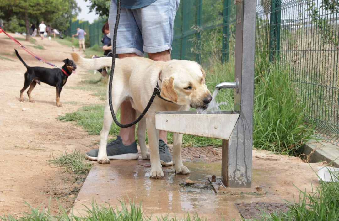 Un perro bebe agua en un espacio de esparcimiento canino.