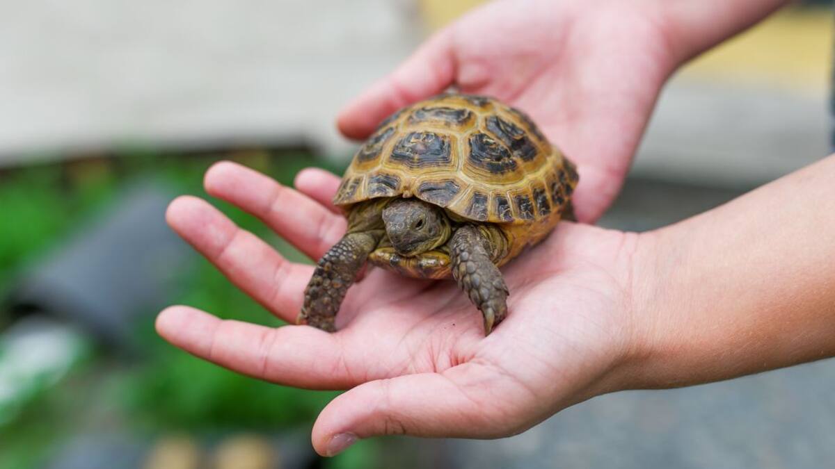 Sanidad investiga la filtración de la foto de la tortuga sacada de una vagina