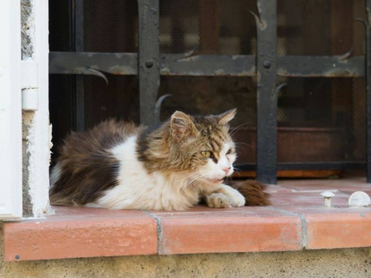 Los gatos callejeros de Málaga serán esterilizados y vacunados