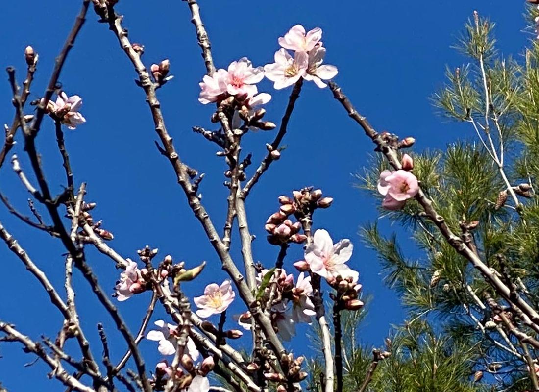 Almendros en flor en La Font d&#039;En Carròs en este primer día de febrero