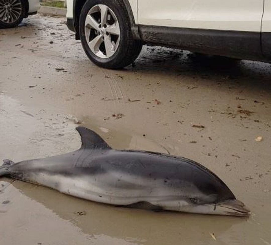 Delfín varado en las playas de Dénia