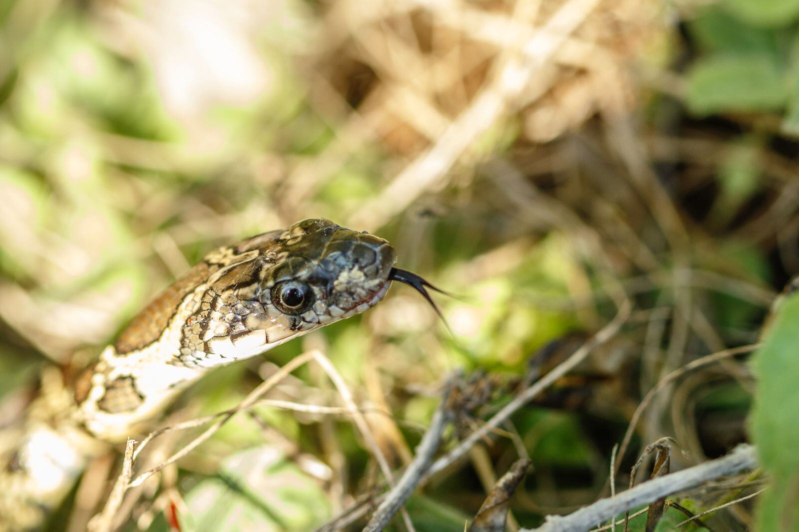 Un ejemplar de serpiente de herradura