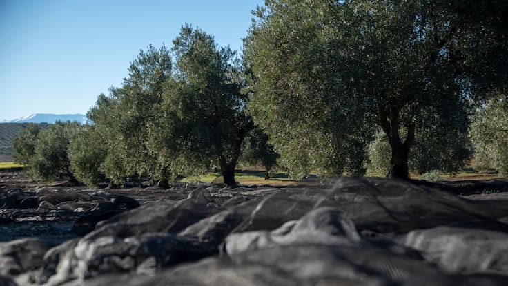 Sierra Mágina reduce la campaña a las 114.650 toneladas de aceituna que han producido 24.700 toneladas de aceite, lo que supone una reducción del 22,08% con respecto a la campaña 2024/2025