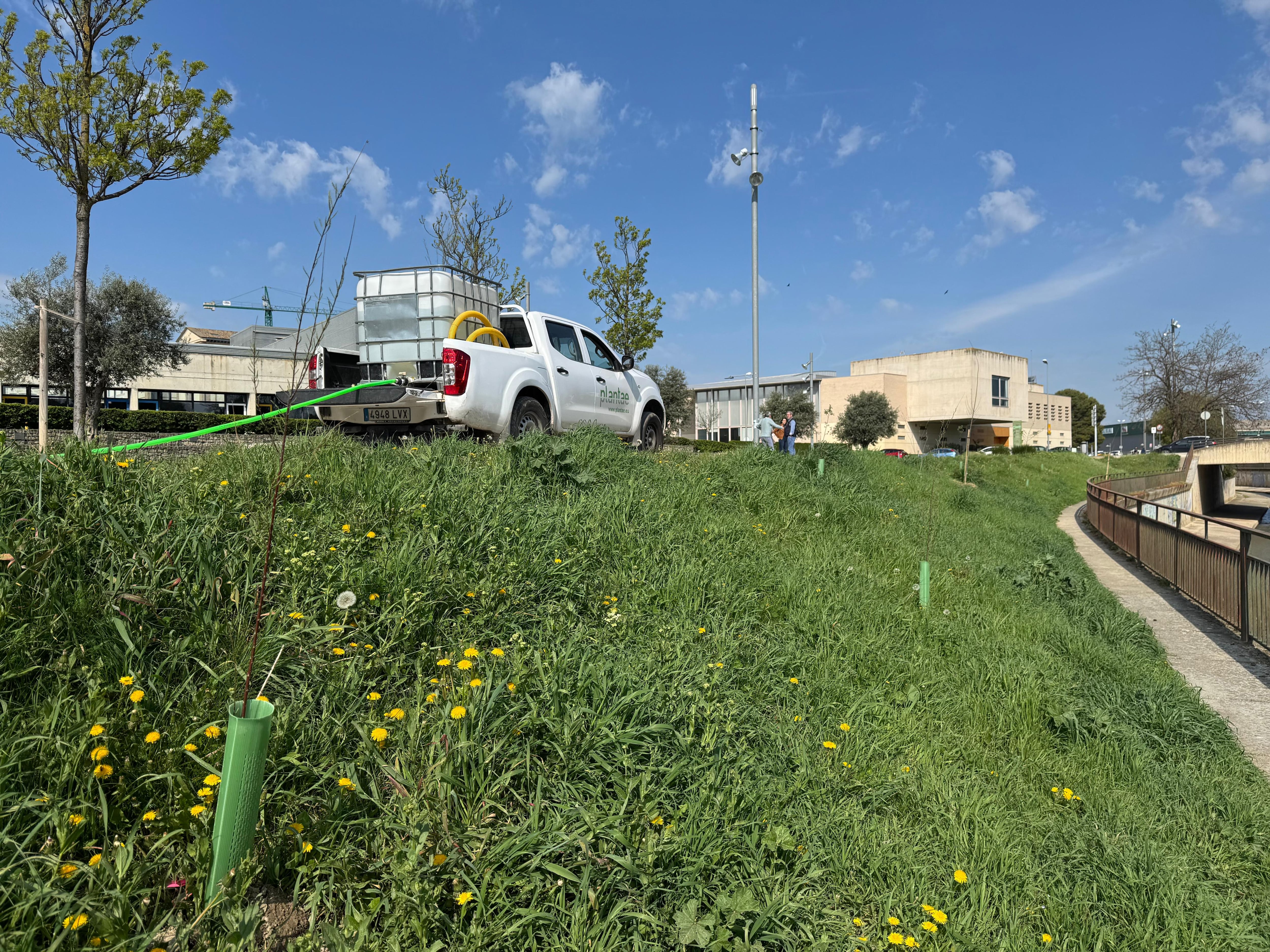 Pequeños ejemplares de árboles plantados en el Parque Universidad