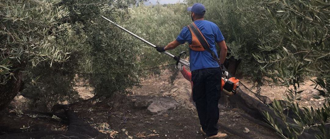 Un joven trabaja con una vareadora mecánica en un olivar.