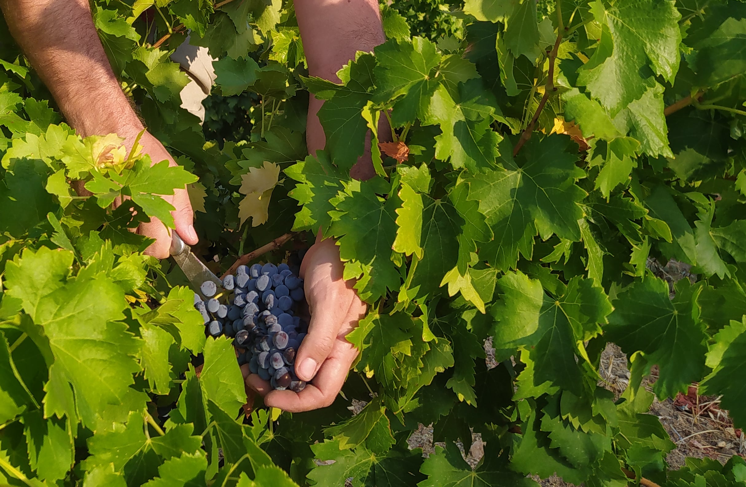 La vendimia durará unos dos meses por los distintos tiempos de maduración de los viñedos de la zona