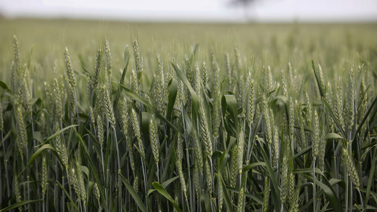 El Guardabosques: ecosistemas agrarias y esteparios