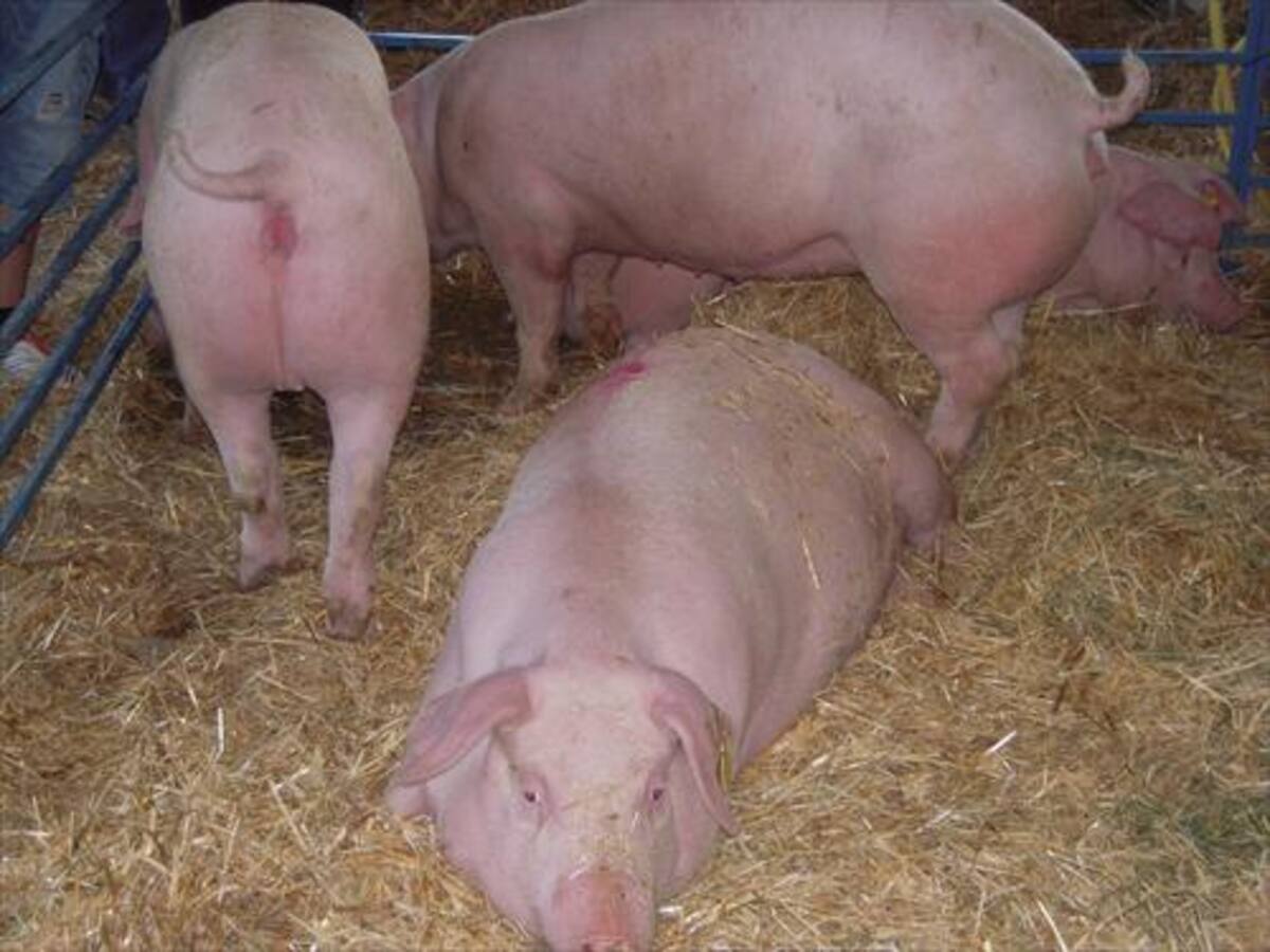 ASAJA Huesca urge a a tomar medidas para impedir la transmisión de enfermedades por animales salvajes