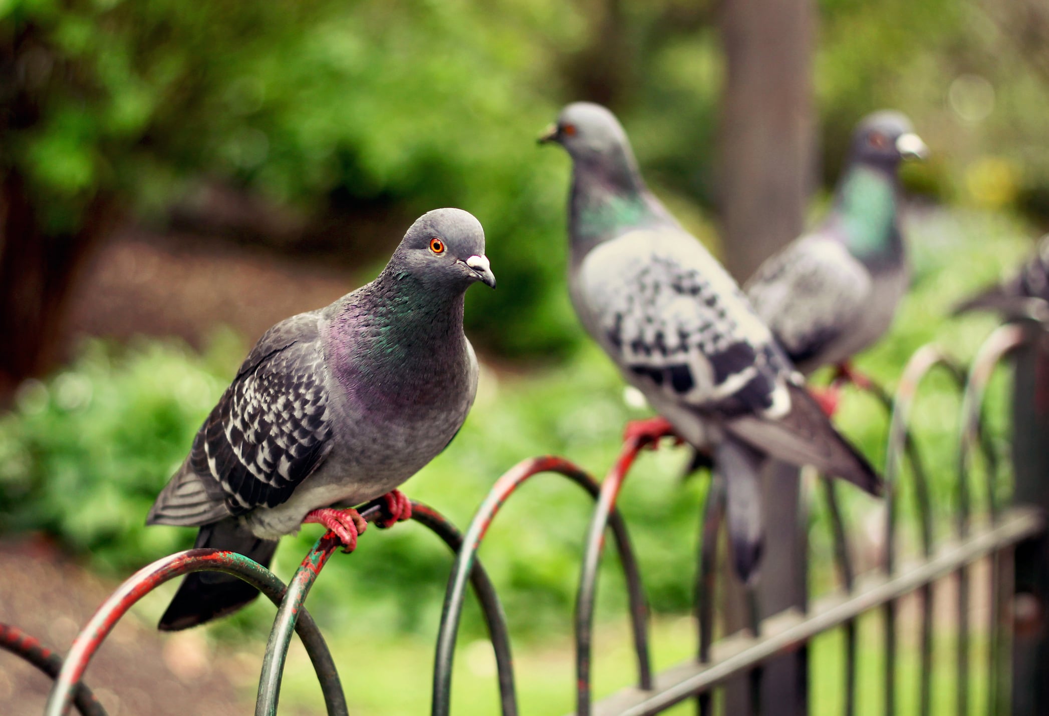 Ejemplares de palomas en un parque