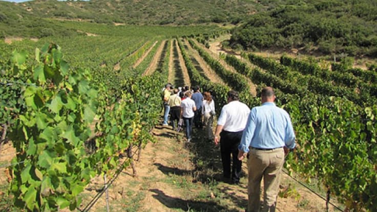 La gerente de la Ruta del Vino Ribera del Duero, Sara García, repasa en la SER el reciente Consejo Autonómico de Turismo en el el que ha participado el ente enoturístico ribereño