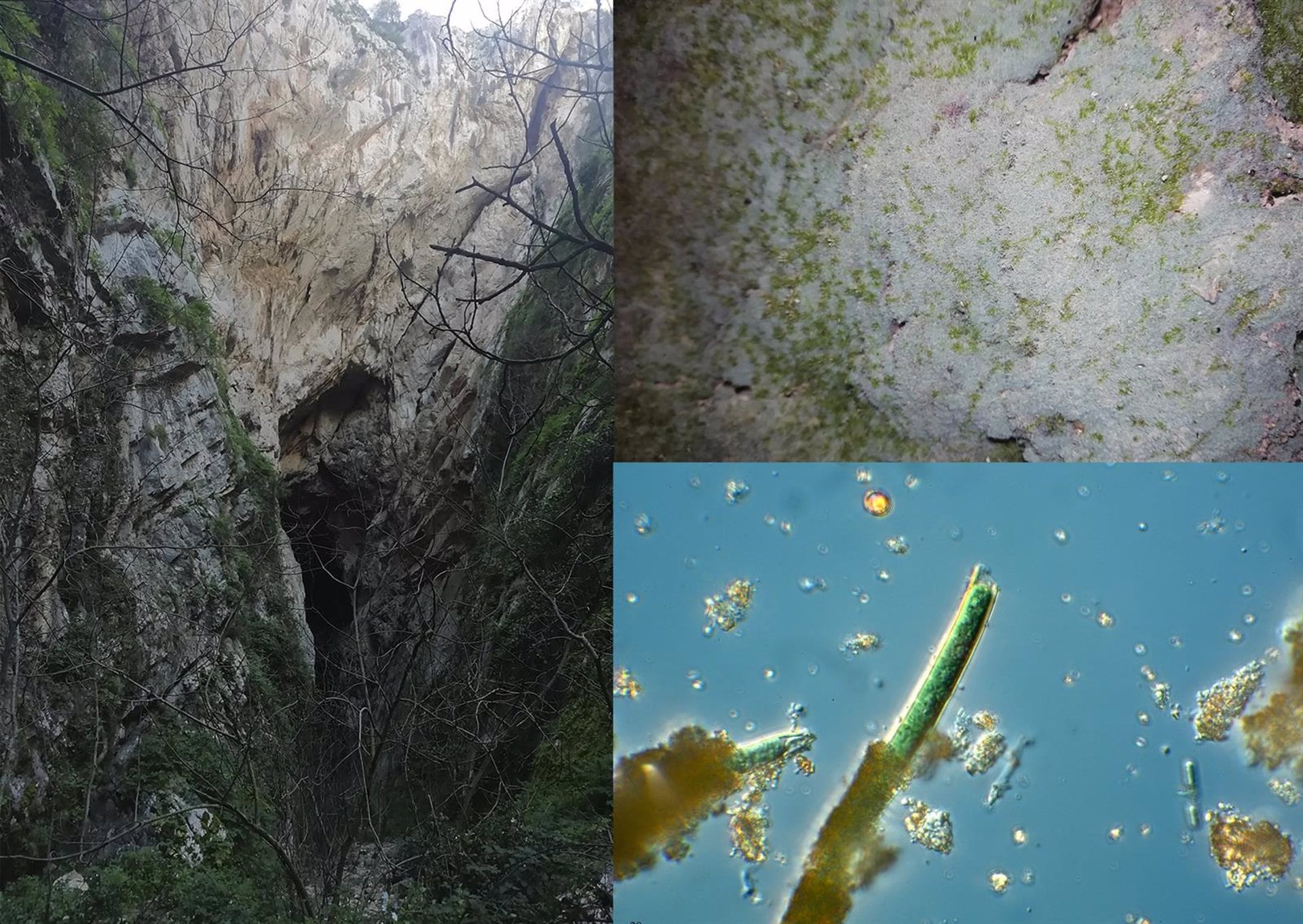 En la entrada de la cueva, gracias a una tenue iluminación, permite el desarrollo de unos auténticos jardines microbianos, las esteras cianobacterianas. CSIC-RJB