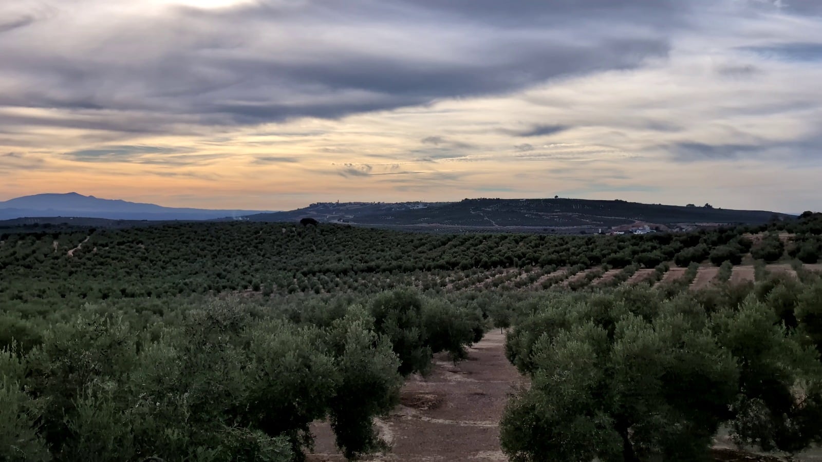 Vista general del &quot;mar de olivos&quot; del marco de Úbeda y la Comarca de La Loma, una de las principales productoras de aceite de oliva