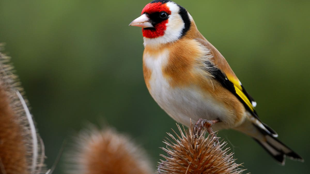 El jilguero europeo, elegido Ave del Año 2026