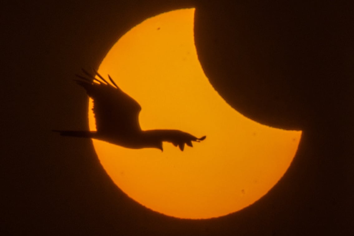 Un pájaro cruza delante del objetivo de una cámara durante el eclipse de este martes.