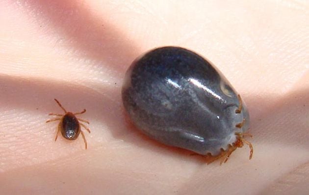 Garrapatas ‘ixodes holocyclus’ antes y después de comer.