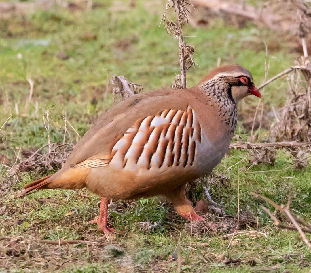 Les perdius prefereixen un temps més fred per criar.