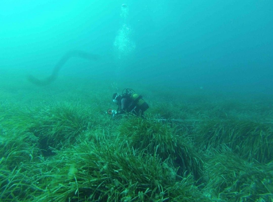 Imagen de un buceador durante el trabajo de campo