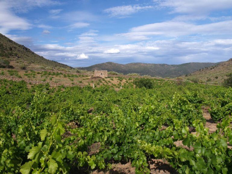 Viñedo de uva garnacha en el término municipal de El Barraco