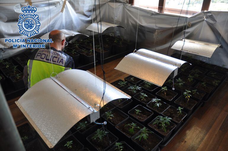 Plantación interior de marihuana incautada por la Policía Nacional en Laredo