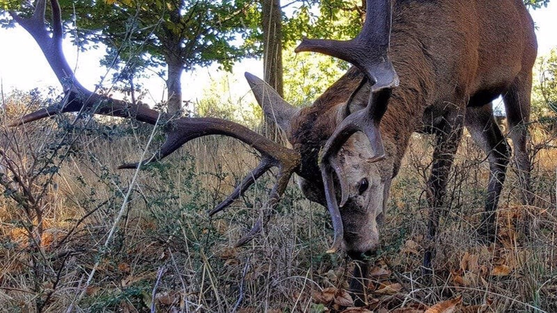 El ciervo Carlitos en las inmediaciones de Linarejos. Foto cedida por los vecinos de la localidad.