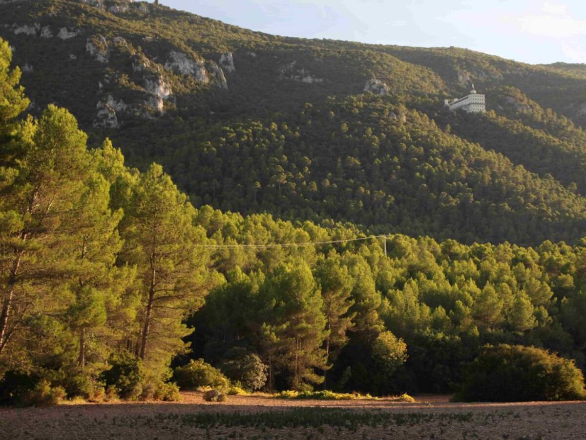 Cárcel y multa por quemar dos hectáreas de la Font Roja