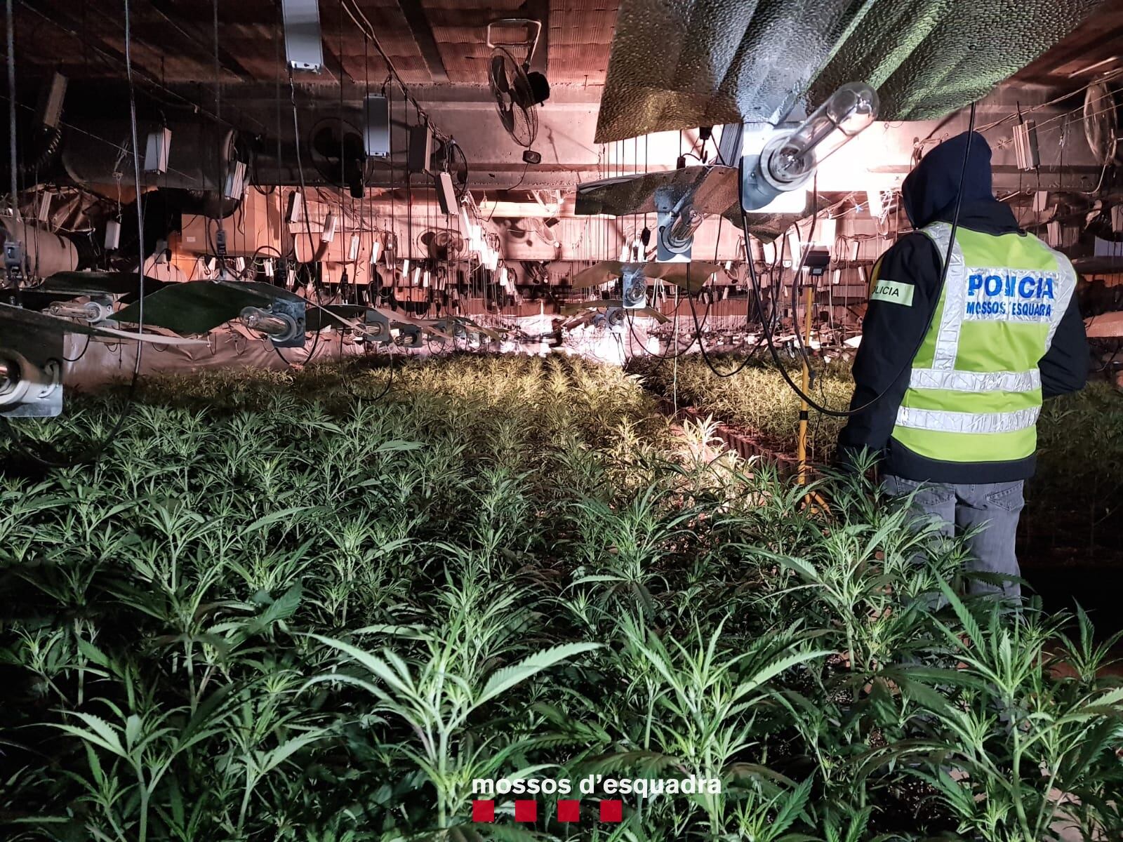 La plantació de marihuana era dins d&#039;una nau de Castellserà. Foto: Mossos.