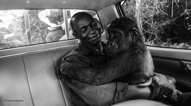 El rescate de la gorila Pikin, mejor fotografía del año del Wildlife Photographer of the Year.