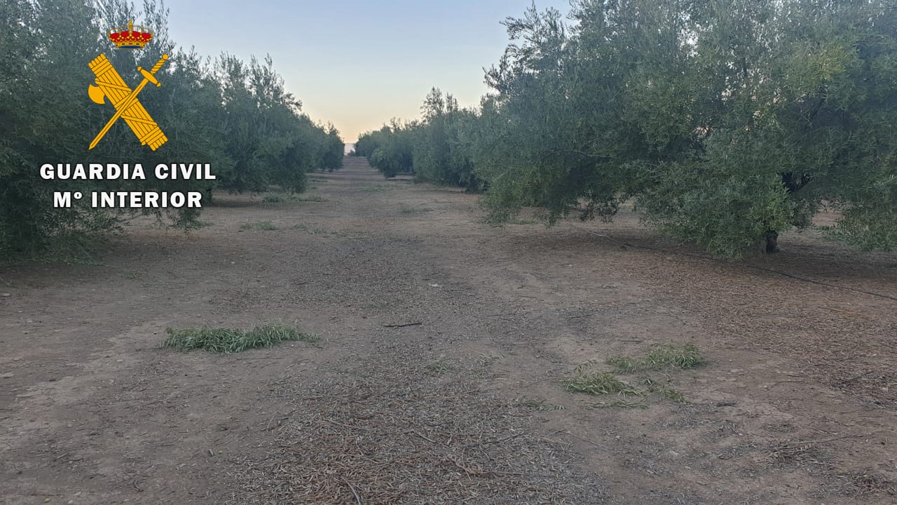 Olivos que fueron objeto del hurto en Arjona.