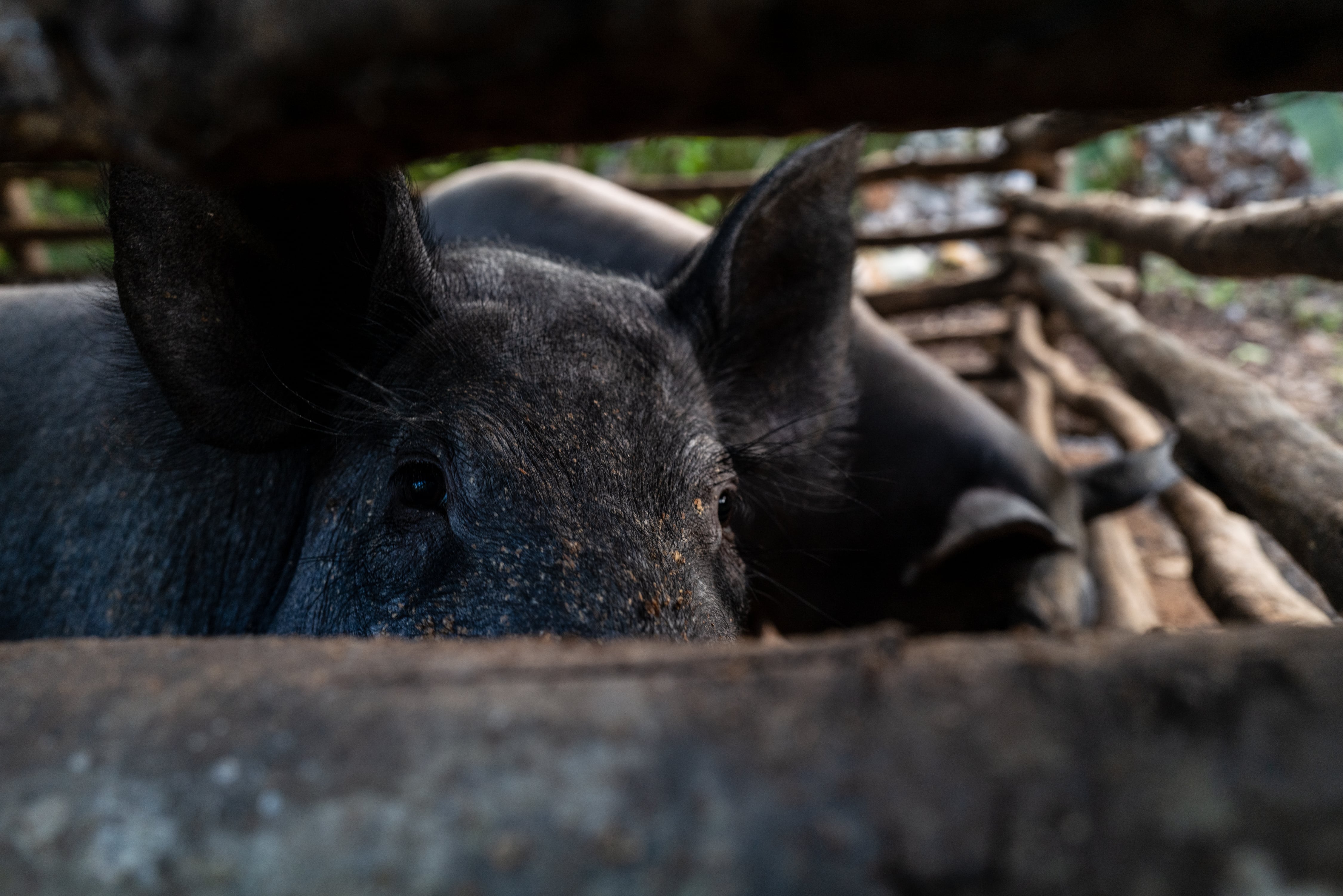 Imagen de archivo de un cerdo