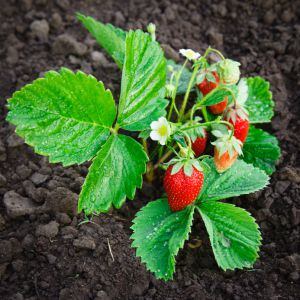 Los cultivadores de fresas serán los primeros en regar sus cultivos