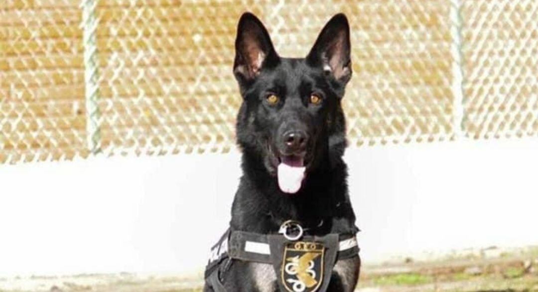 Elko es el perro que resultó herido en el intercambio de disparos en Valladolid