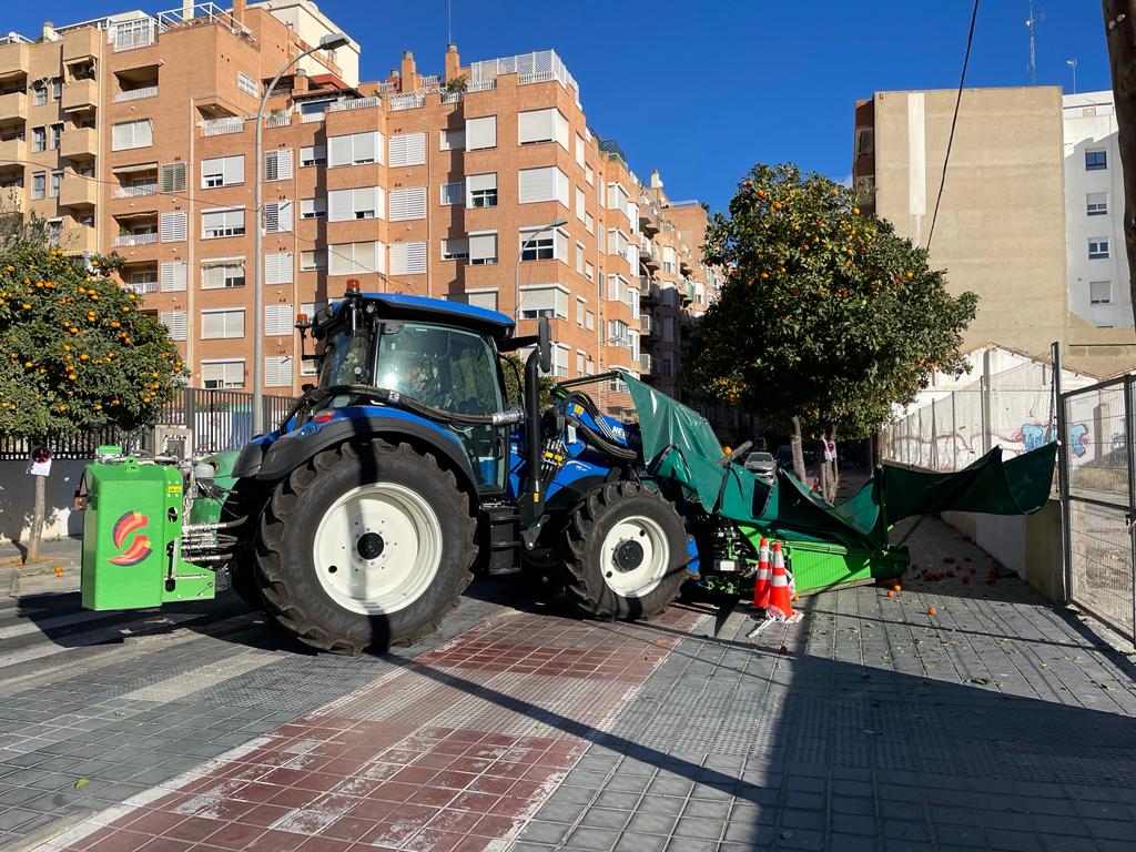 València intensifica los trabajos de retirada de naranjas de los más de 9.000 ejemplares de la ciudad