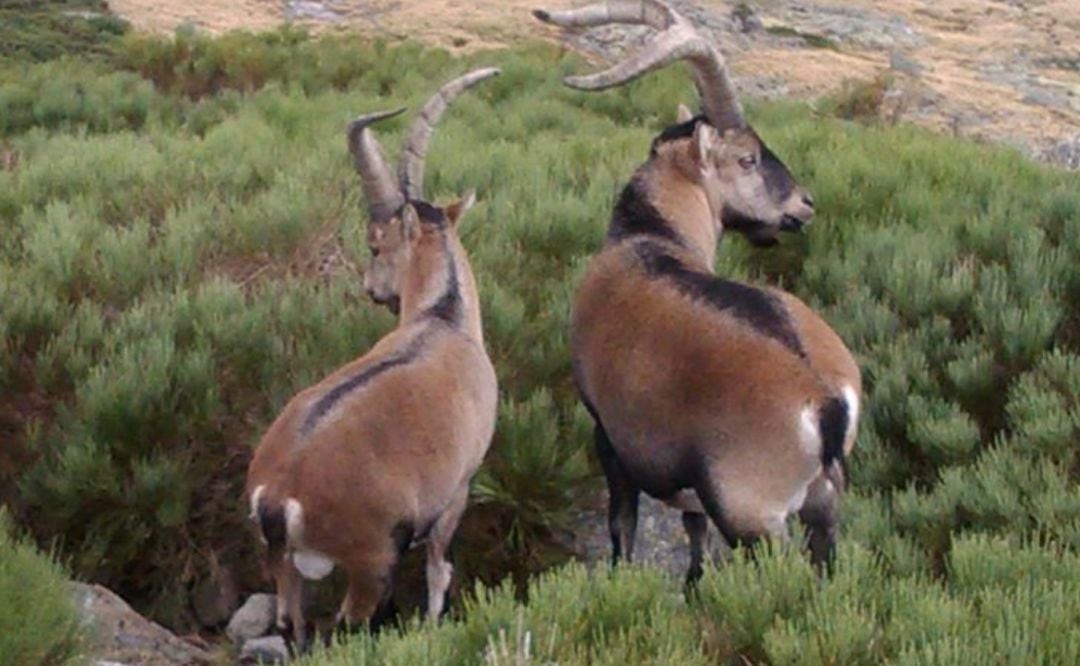 Dos cabras hispánicas en Sierra de Gredos