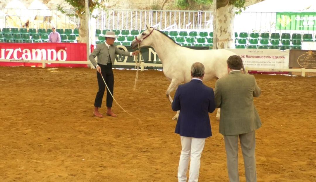 Pista central del Concurso Morfológico y Funcional de Caballos de Pura Raza Española, Anducab. 