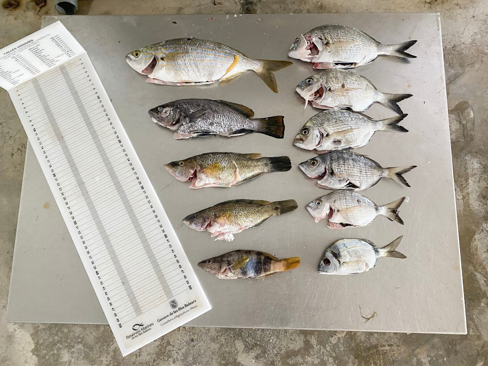 Imagen de los ejemplares capturados de manera ilegal