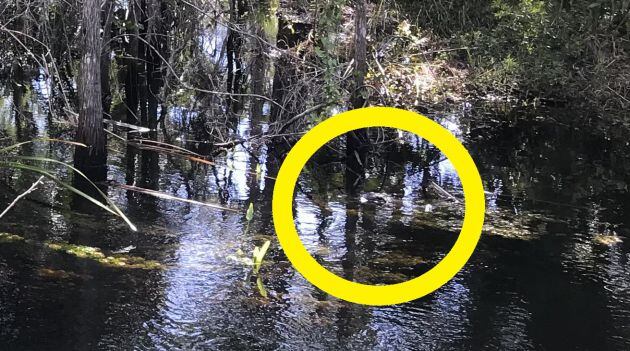 El cocodrilo está escondido junto a los árboles.