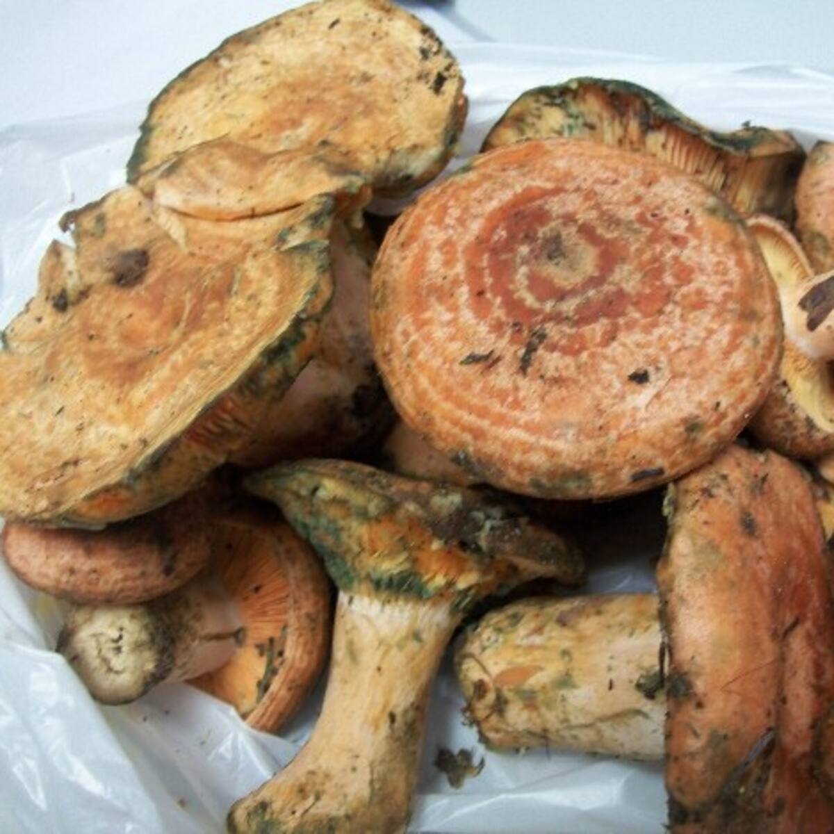 Las lluvias traen consigo el nacimiento de numerosas especies micológicas en Palencia