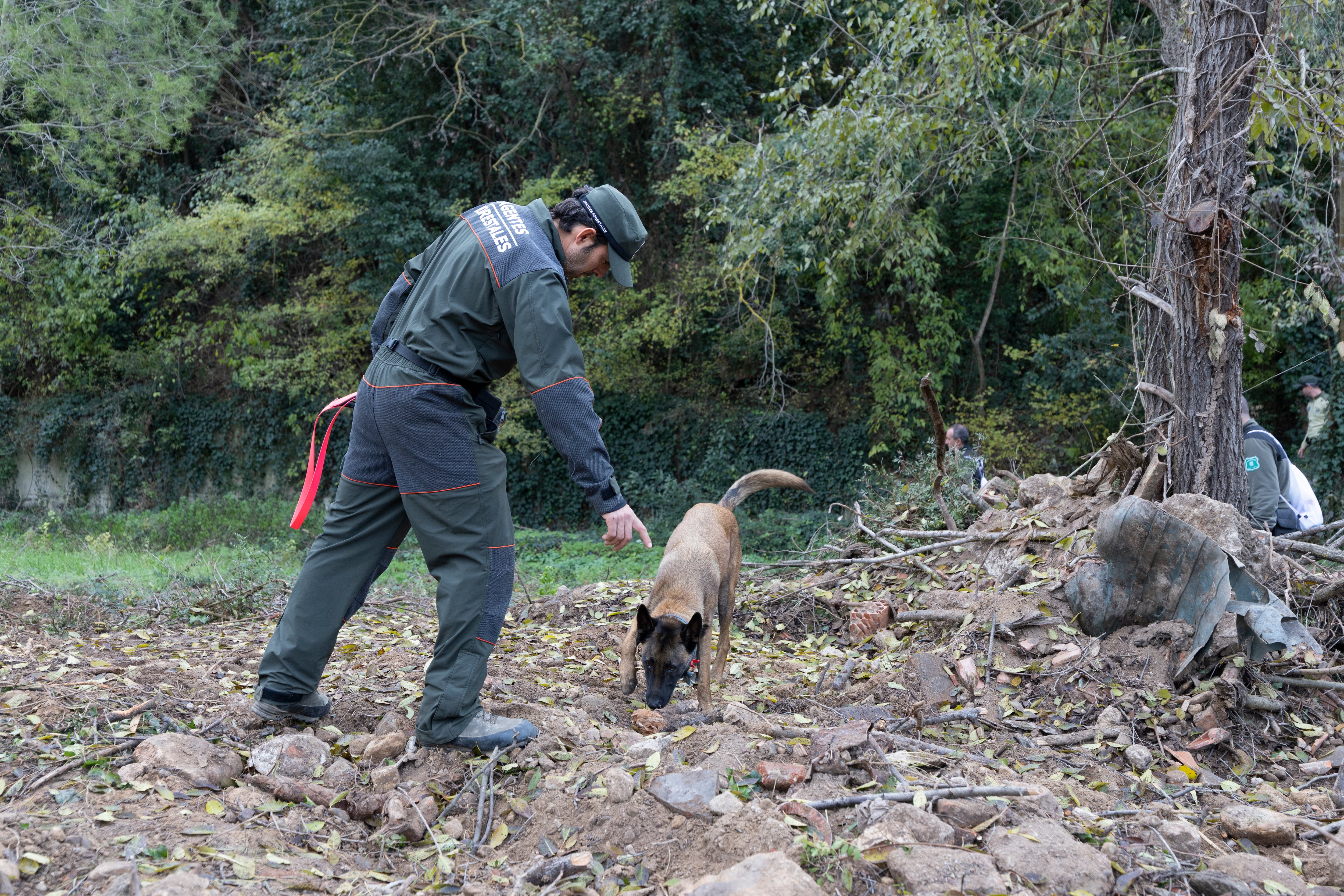 SABADELL, 07/12/2025.- El Cuerpo de Agentes Rurales del Departamento de Interior y Seguridad Pública muestra cómo se trabaja con los agentes caninos en la localización de ejemplares de jabalí en el marco del operativo para la contención del virus de la Peste Porcina Africana, este domingo, en Sabadell. EFE/Marta Pérez