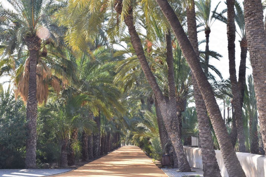 Ruta del Palmeral de Elche