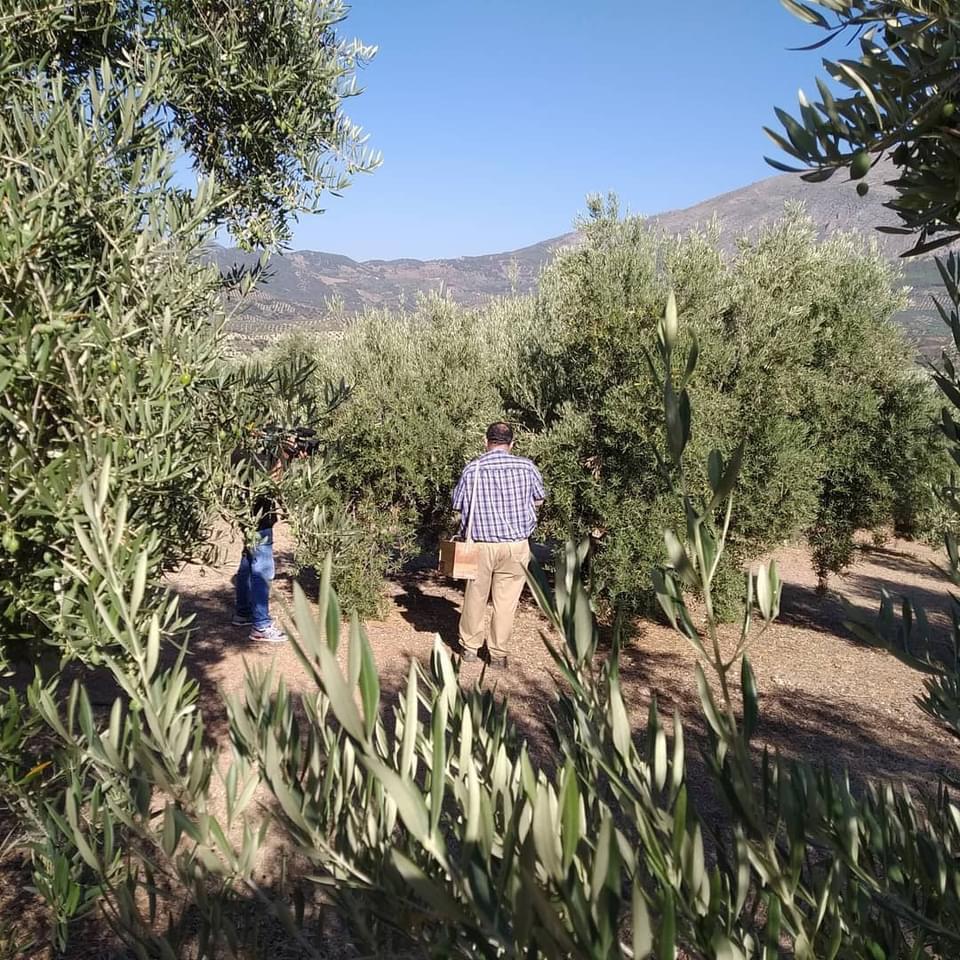 Técnicos del Consejo Regulador recogiendo muestras en olivares de Sierra Mágina