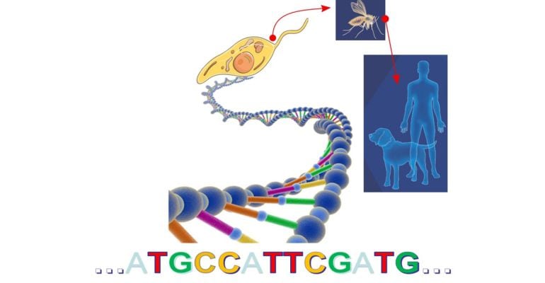 Se ha conseguido la secuenciación completa del ADN de esta bacteria