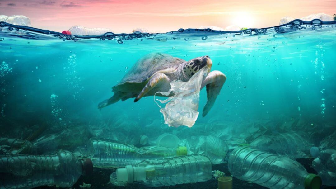 Els mars cada cop són més plens de plàstics que acaben a la cadena tròfica i al menjar dels humans.